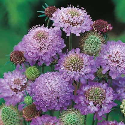 Scabiosa Seeds - Flower Plant