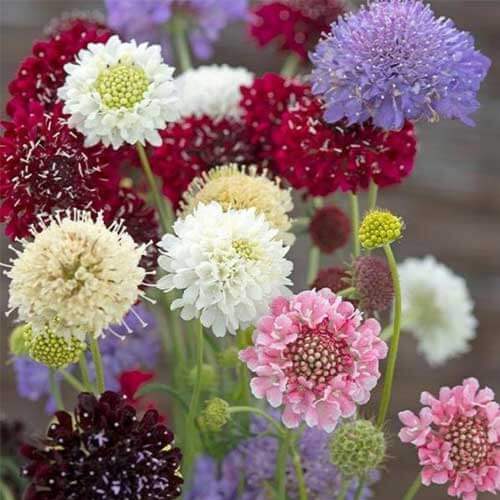 Scabiosa Seeds - Flower Plant