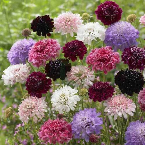 Scabiosa Seeds - Flower Plant