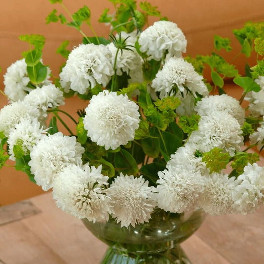 Scabiosa Snow Maiden Seeds - Flower Plant
