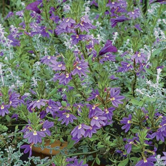 Scaevola Aemula Seeds - Heirloom Flower Plant for Home Gardens
