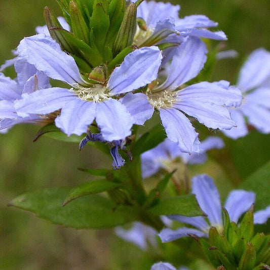 Scaevola Seeds - Heirloom Flower Plant for Home Gardens
