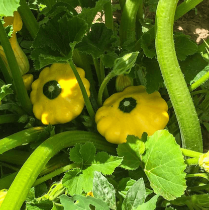 Scallop Squash Seeds - Vegetable Plant