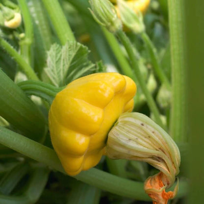 Scallop Squash Seeds - Vegetable Plant