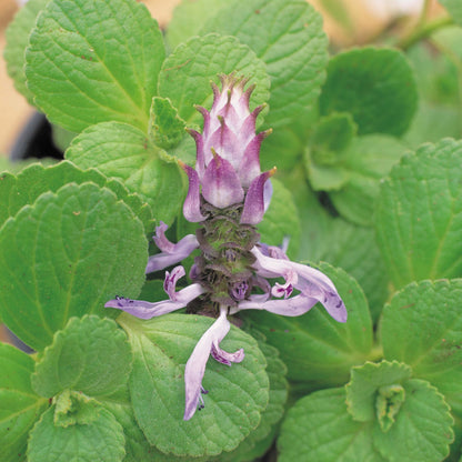 Scaredy Cat Plant Seeds - Heirloom Herbal Plant for Home Gardens