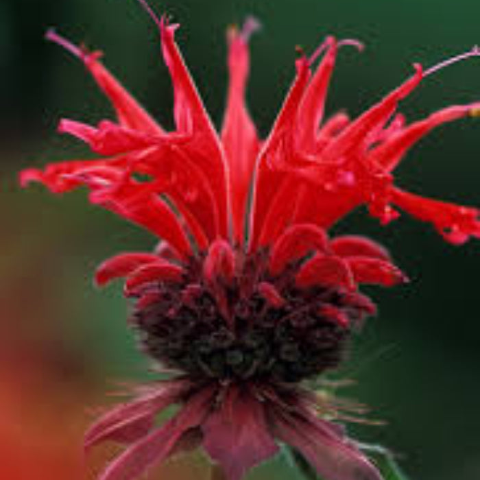 Scarlet Bee Balm Seeds - Herbal Plant