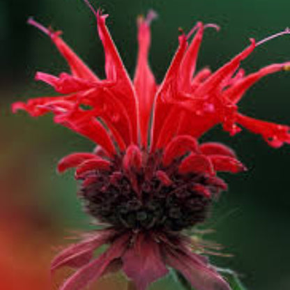 Scarlet Bee Balm Seeds - Herbal Plant