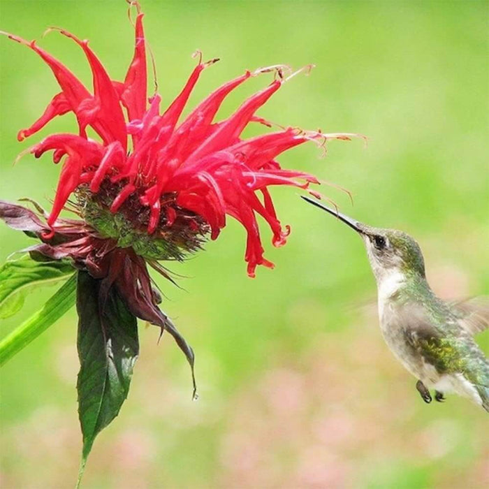 Scarlet Bee Balm Seeds - Herbal Plant