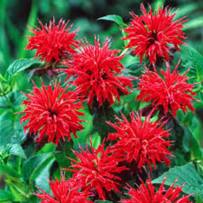 Scarlet Bee Balm Seeds - Herbal Plant