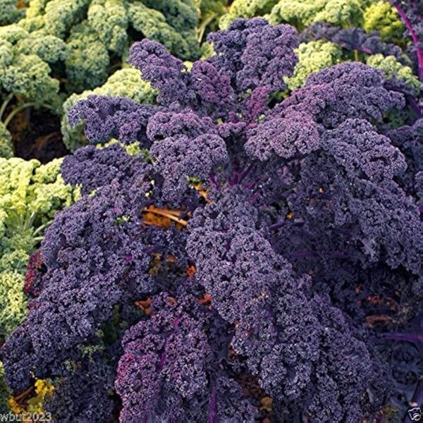 Scarlet Kale Seeds