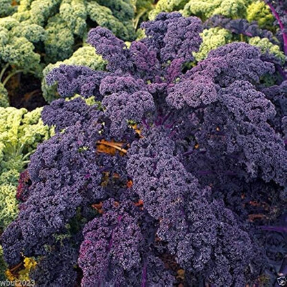 Scarlet Kale Seeds