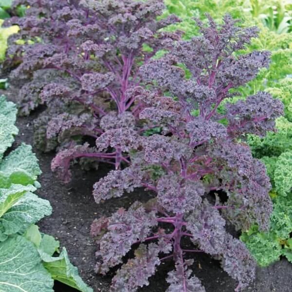 Scarlet Kale Seeds