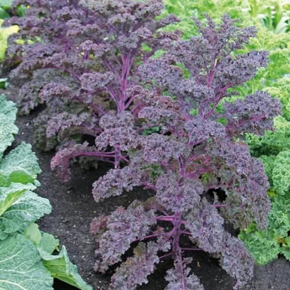 Scarlet Kale Seeds