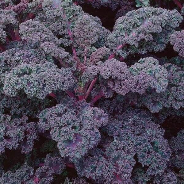 Scarlet Kale Seeds