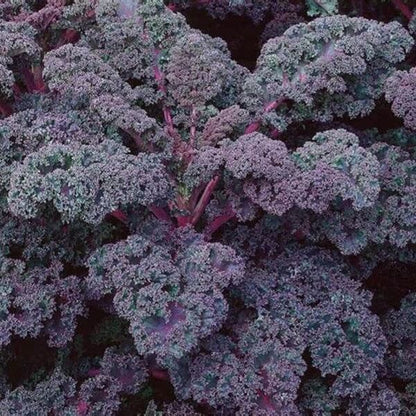 Scarlet Kale Seeds