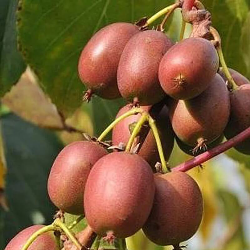 Scarlet Kiwi Seeds