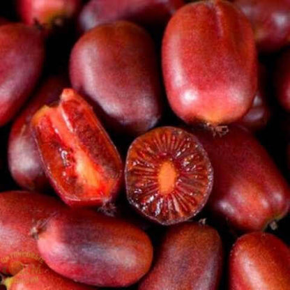 Scarlet Kiwi Seeds