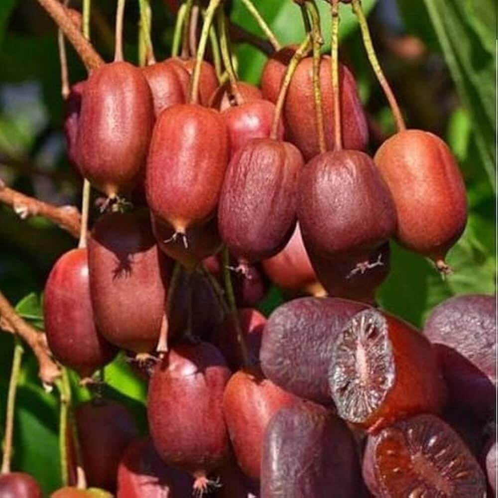 Scarlet Kiwi Seeds
