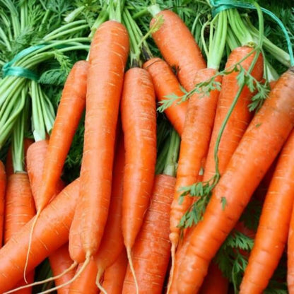 Scarlet Nantes carrot seeds - Vegetable Plant