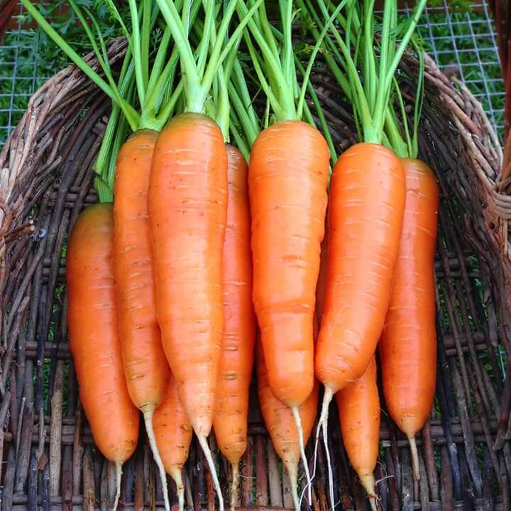 Scarlet Nantes carrot seeds - Vegetable Plant