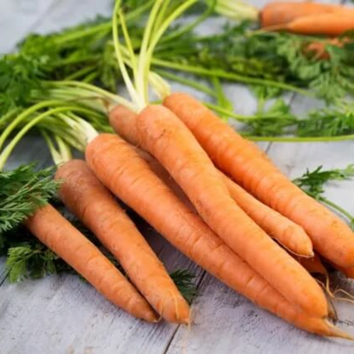 Scarlet Nantes carrot seeds - Vegetable Plant