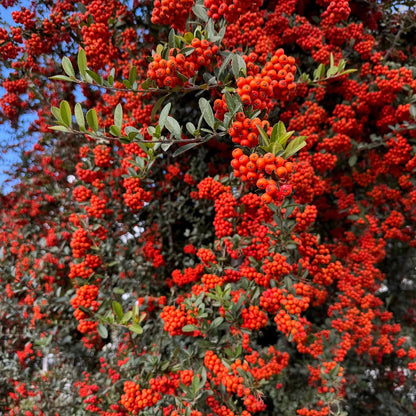 Scarlet Pyracantha Firethorn Seeds 