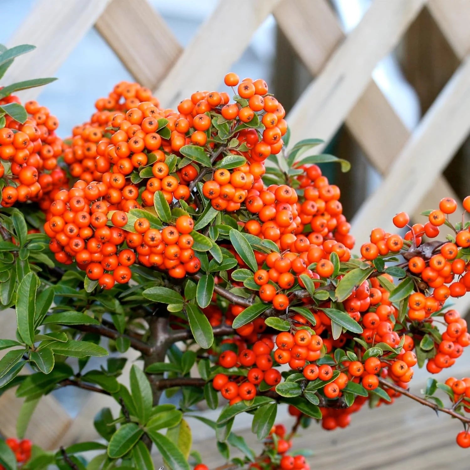 Scarlet Pyracantha Firethorn Seeds 