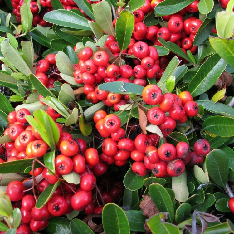 Scarlet Pyracantha Firethorn Seeds 