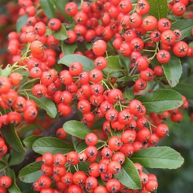 Scarlet Pyracantha Firethorn Seeds 