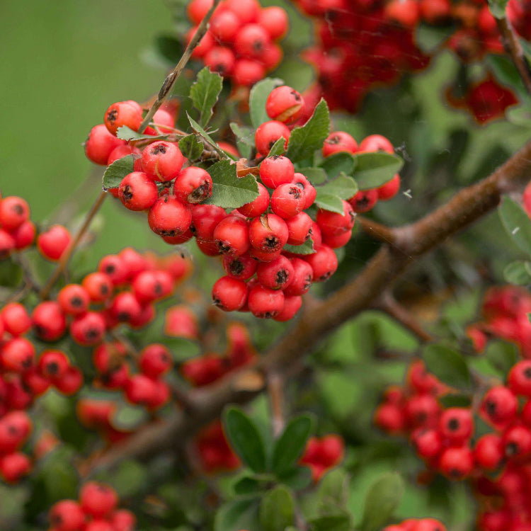 Scarlet Pyracantha Firethorn Seeds 