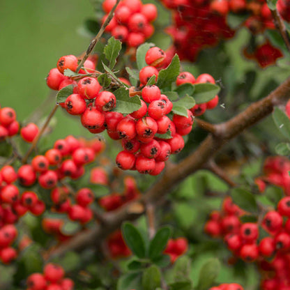 Scarlet Pyracantha Firethorn Seeds 