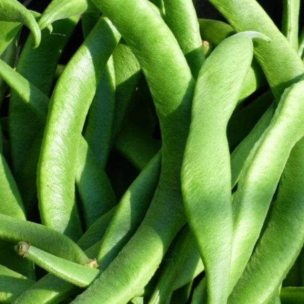 Scarlet Runner Bean Seeds - Vegetable Plant