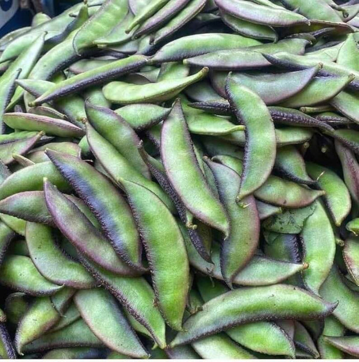 Scarlet Runner Bean Seeds - Vegetable Plant