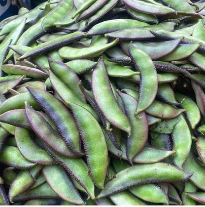 Scarlet Runner Bean Seeds - Vegetable Plant