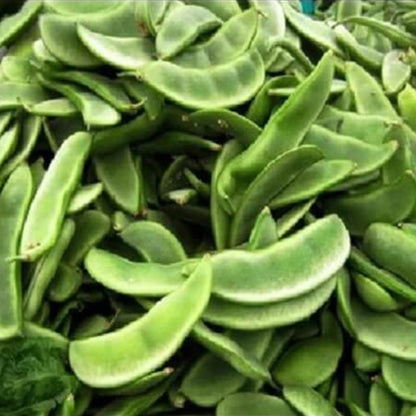 Scarlet Runner Bean Seeds - Vegetable Plant
