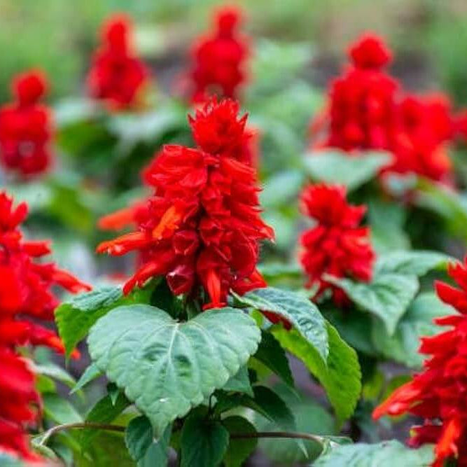 Scarlet Sage Seeds