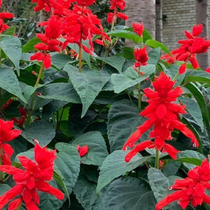 Scarlet Sage Seeds
