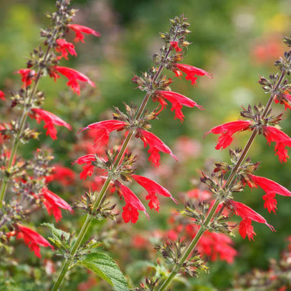 Scarlet Sage Seeds