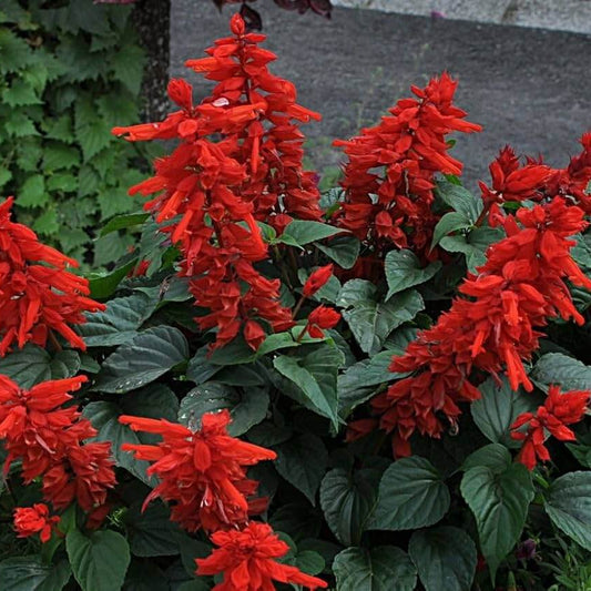 Scarlet Sage Seeds