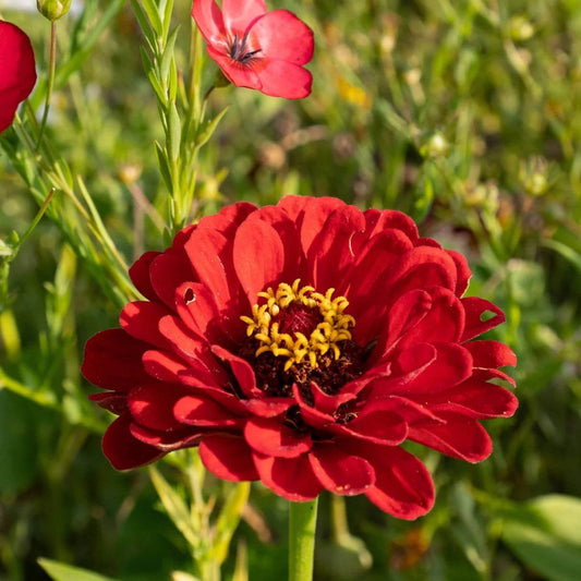 Scarlet Zinnia Seeds - Heirloom Flower Plant for Home Gardens