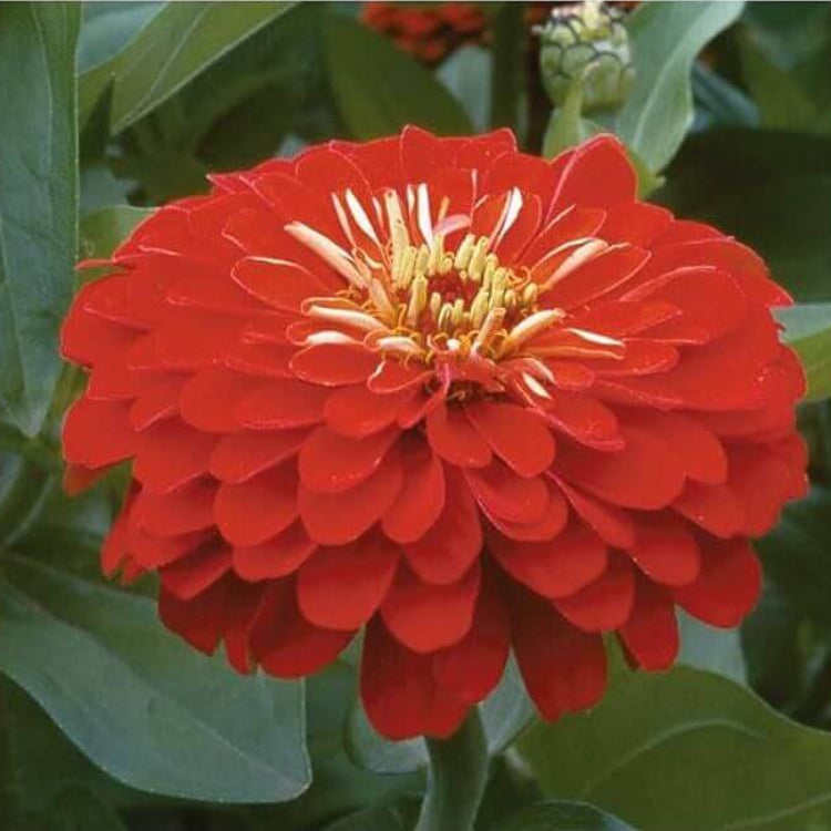 Scarlet Zinnia Seeds - Heirloom Flower Plant for Home Gardens