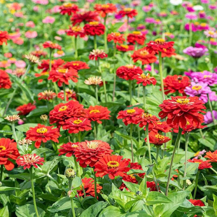 Scarlet Zinnia Seeds - Heirloom Flower Plant for Home Gardens