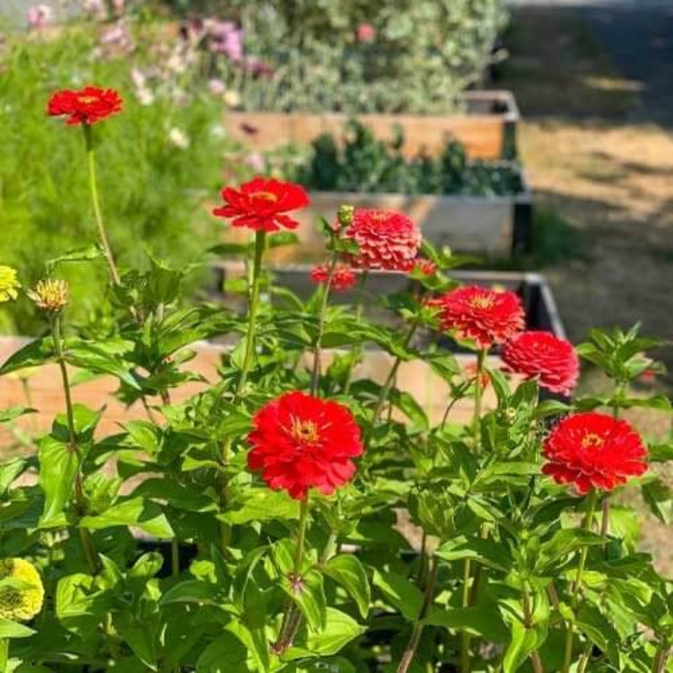 Scarlet Zinnia Seeds - Heirloom Flower Plant for Home Gardens