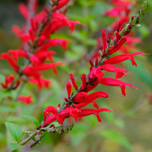 Scarlet sage seeds - Vegetable Plant
