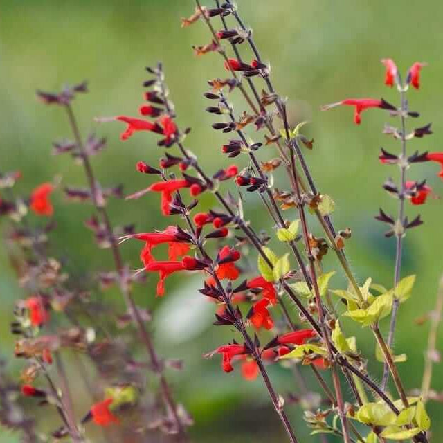 Scarlet sage seeds - Vegetable Plant