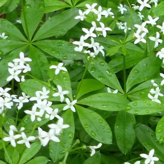 Scented Bedstraw Seeds 