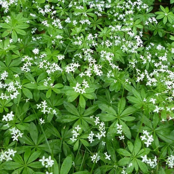 Scented Bedstraw Seeds 