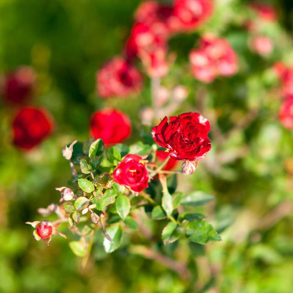 Scentsational Miniature Rose Seeds - Heirloom Flower Plant for Home Gardens