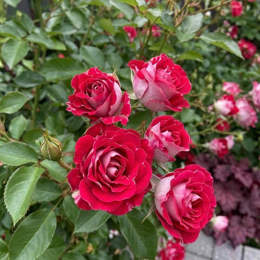 Scentsational Miniature Rose Seeds - Heirloom Flower Plant for Home Gardens