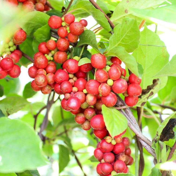 Schisandra Seeds - Heirloom Fruit Plant for Home Gardens